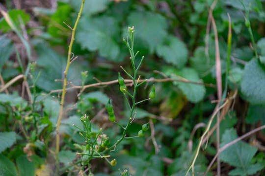 Imagem de Raphanus raphanistrum subsp. landra (Moretti ex DC.) Bonnier & Layens