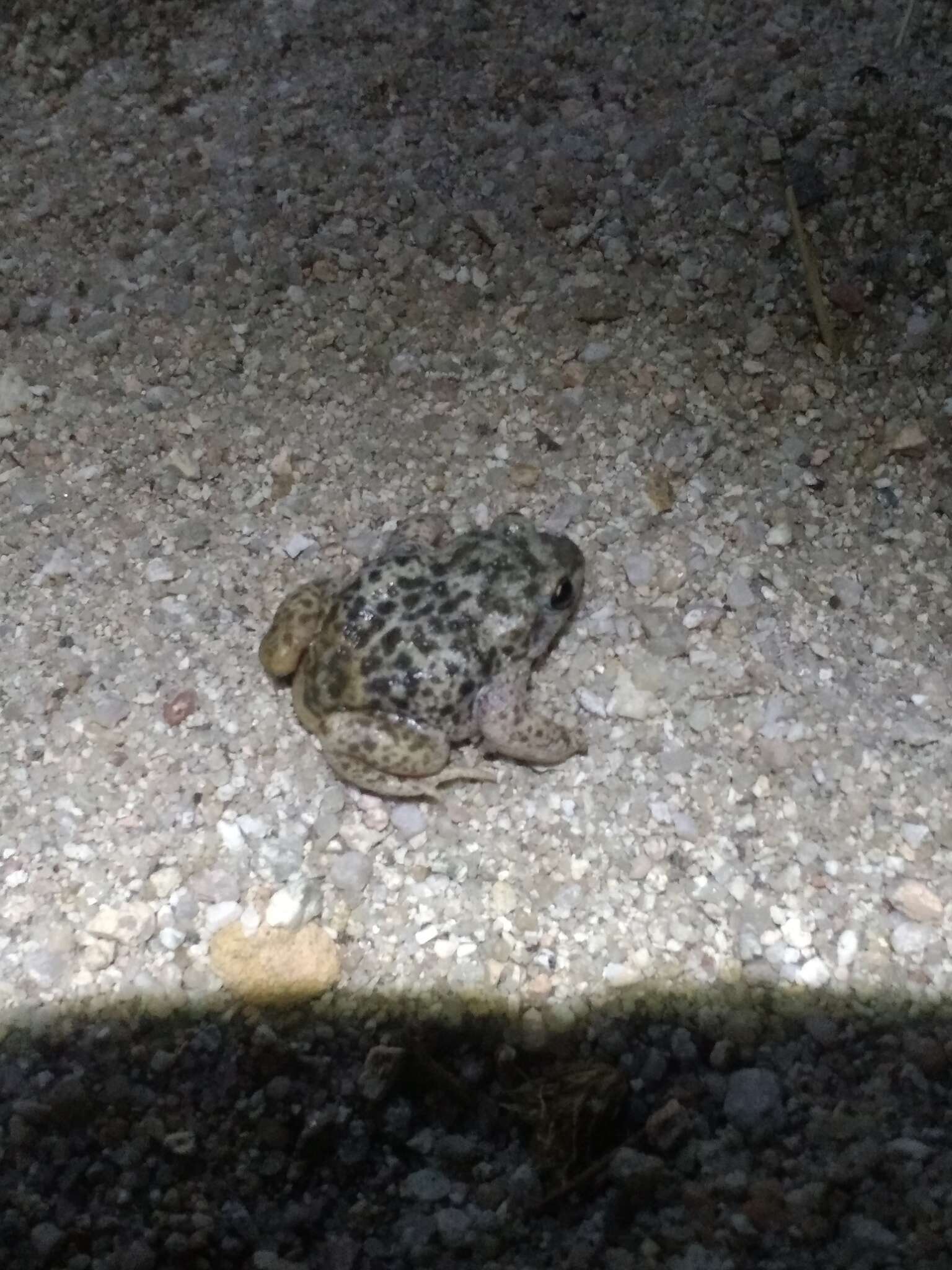 Image of Iberian Midwife Toad