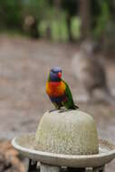 Image of Rainbow Lorikeet