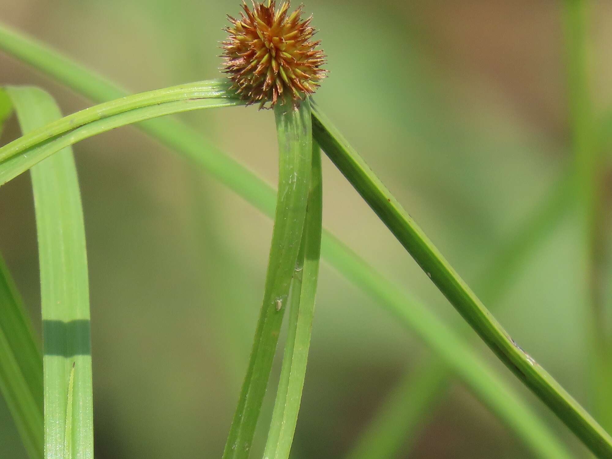 Слика од Cyperus melanospermus (Nees) Valck. Sur.