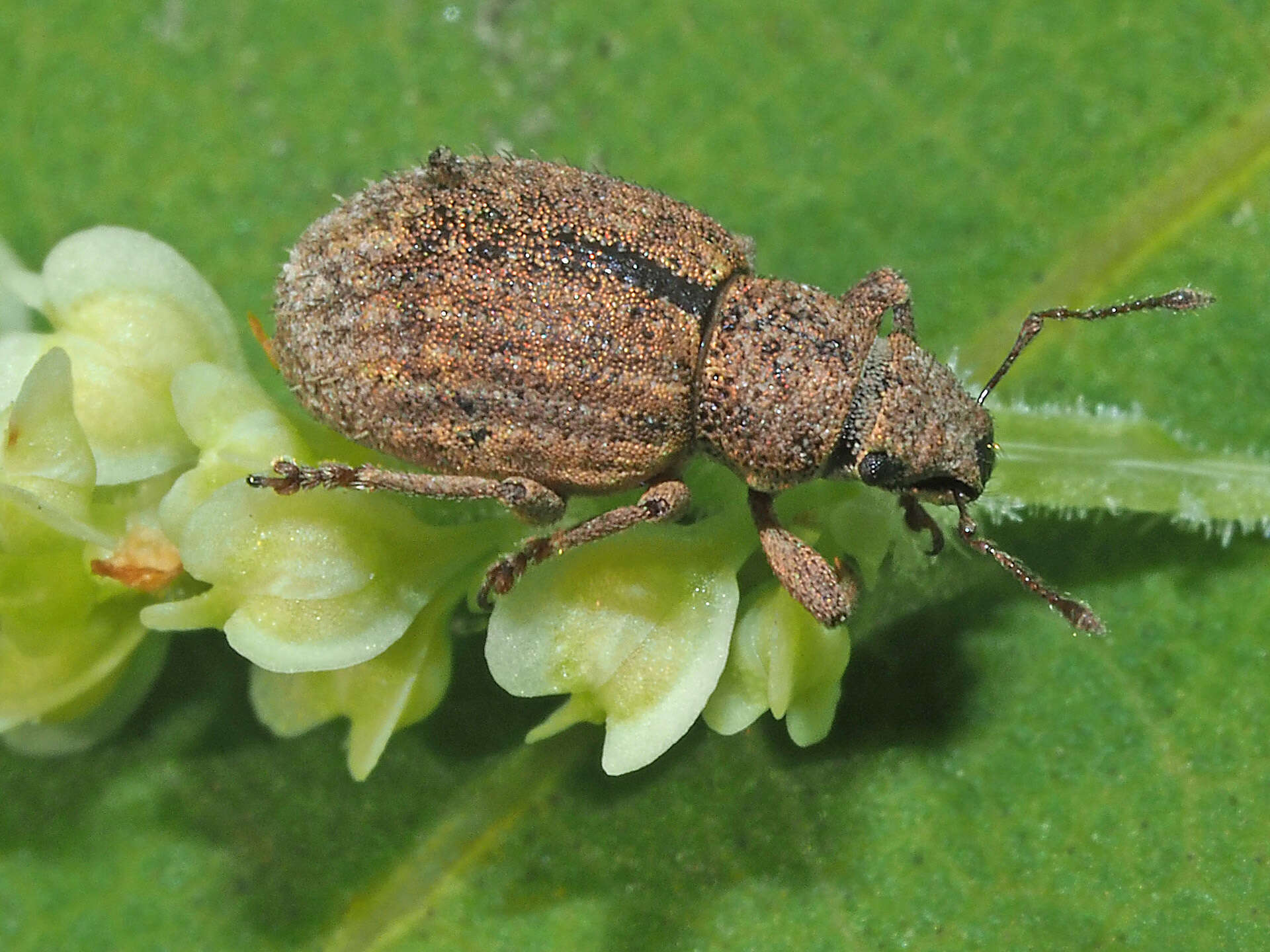 Imagem de Strophosoma (Strophosoma) melanogrammum (Forster 1771)