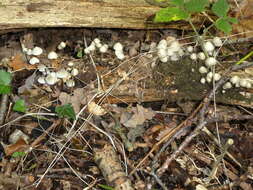 Mycena arcangeliana Bres. 1904 resmi