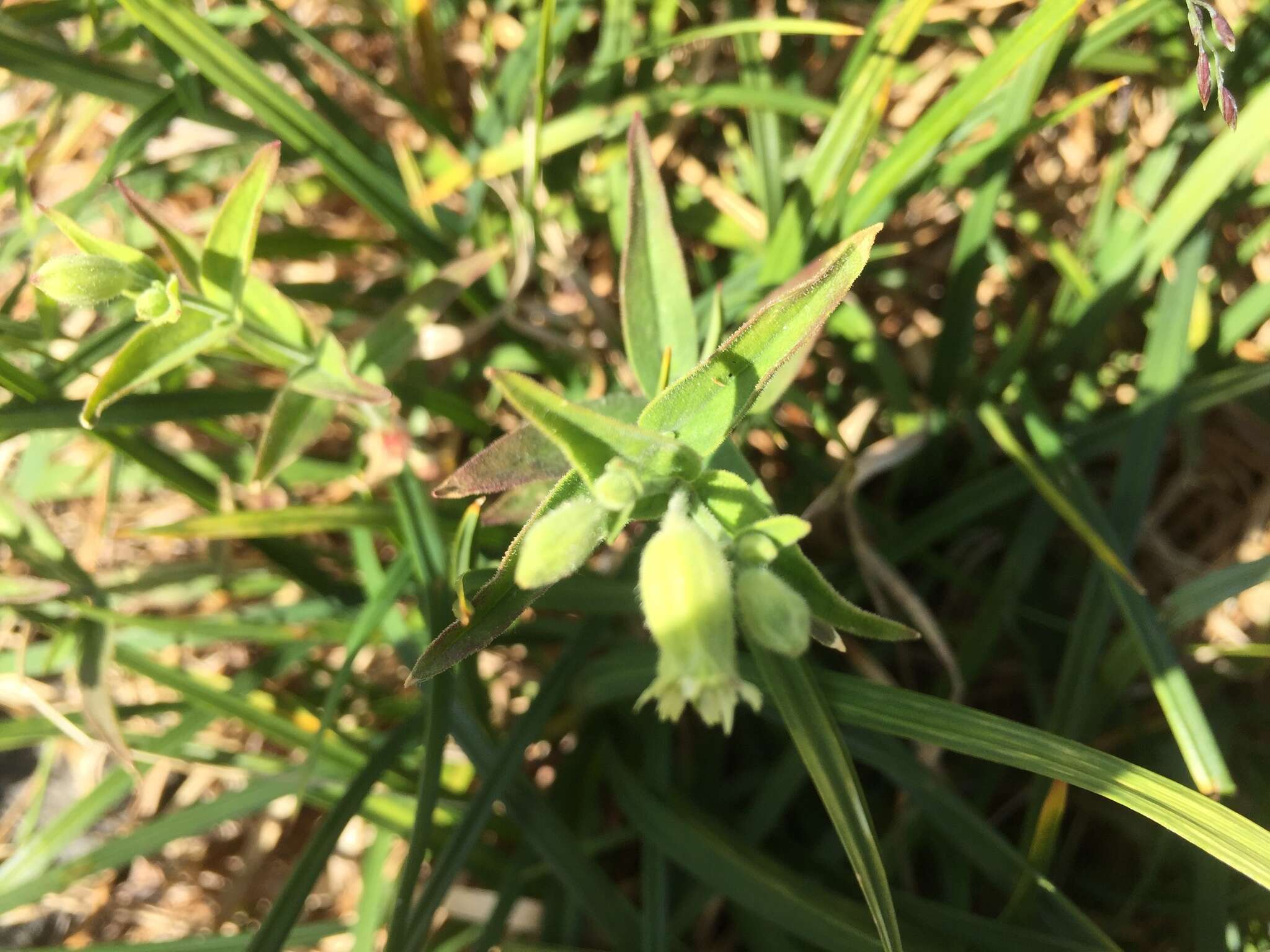 Image of Menzies' campion