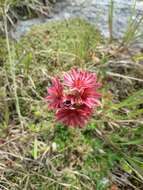 Image of Cobweb Houseleek