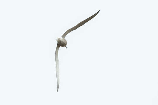 Image of Sterna hirundo longipennis Nordmann 1835