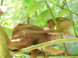 Image of Calumma ambreense (Ramanantsoa 1974)