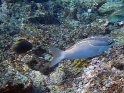 Image of Three-lined monocle bream