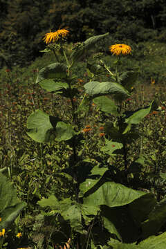 Image de Inula magnifica Lipsky