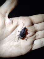 Carabus (Archicarabus) rossii Dejean 1826 resmi