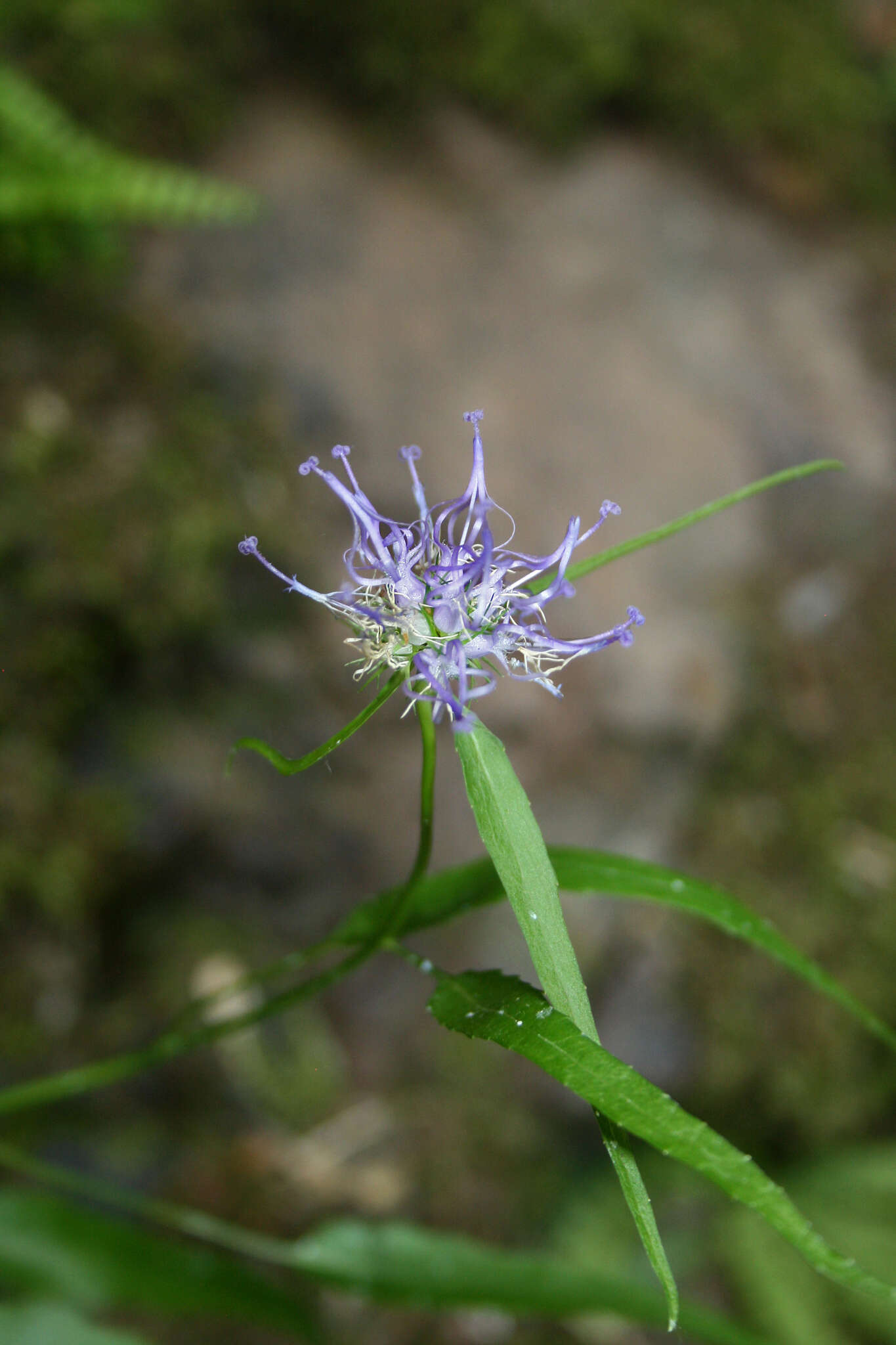 Image of Phyteuma scheuchzeri subsp. columnae (E. Thomas) Bech.