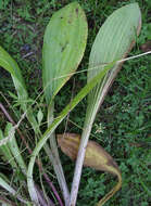 صورة Plantago australis Lam.