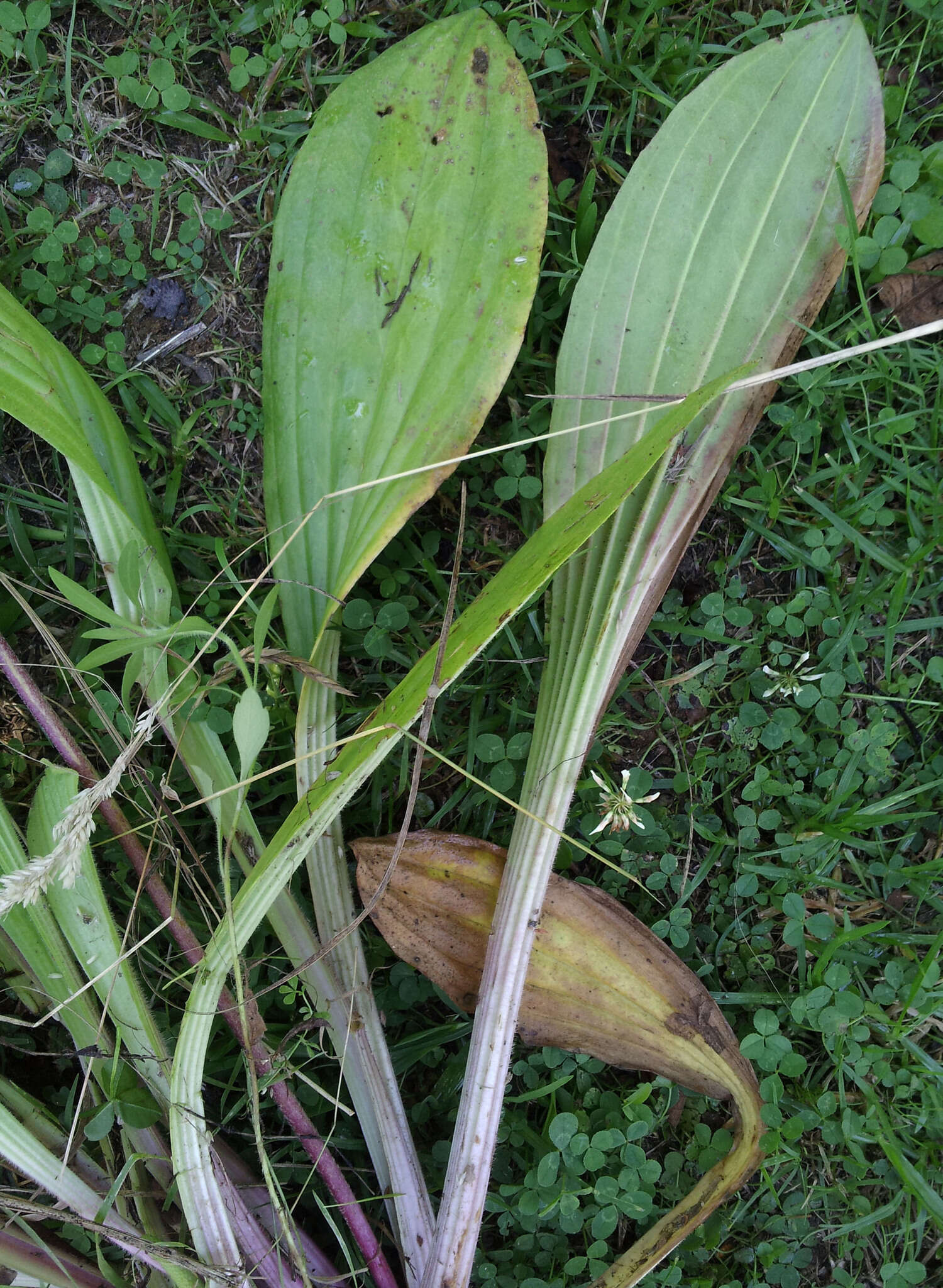 Image of Mexican Plantain