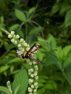 Image of Yellow and black potter wasp