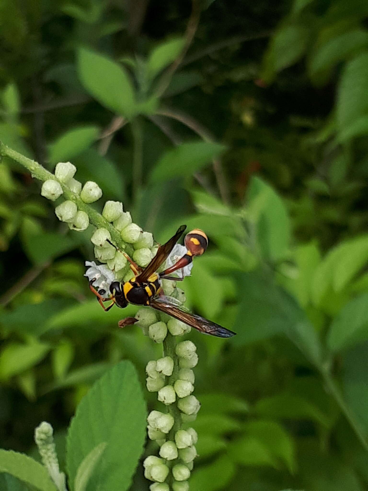 Image of Yellow and black potter wasp