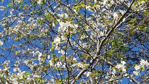 Image de Prunus subcordata Benth.