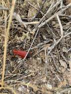 Image of Bloody Net-winged Beetle