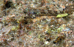 Image of Delicate Triplefin