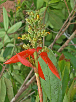 Image of Aechmea mertensii (G. Mey.) Schult. & Schult. fil.