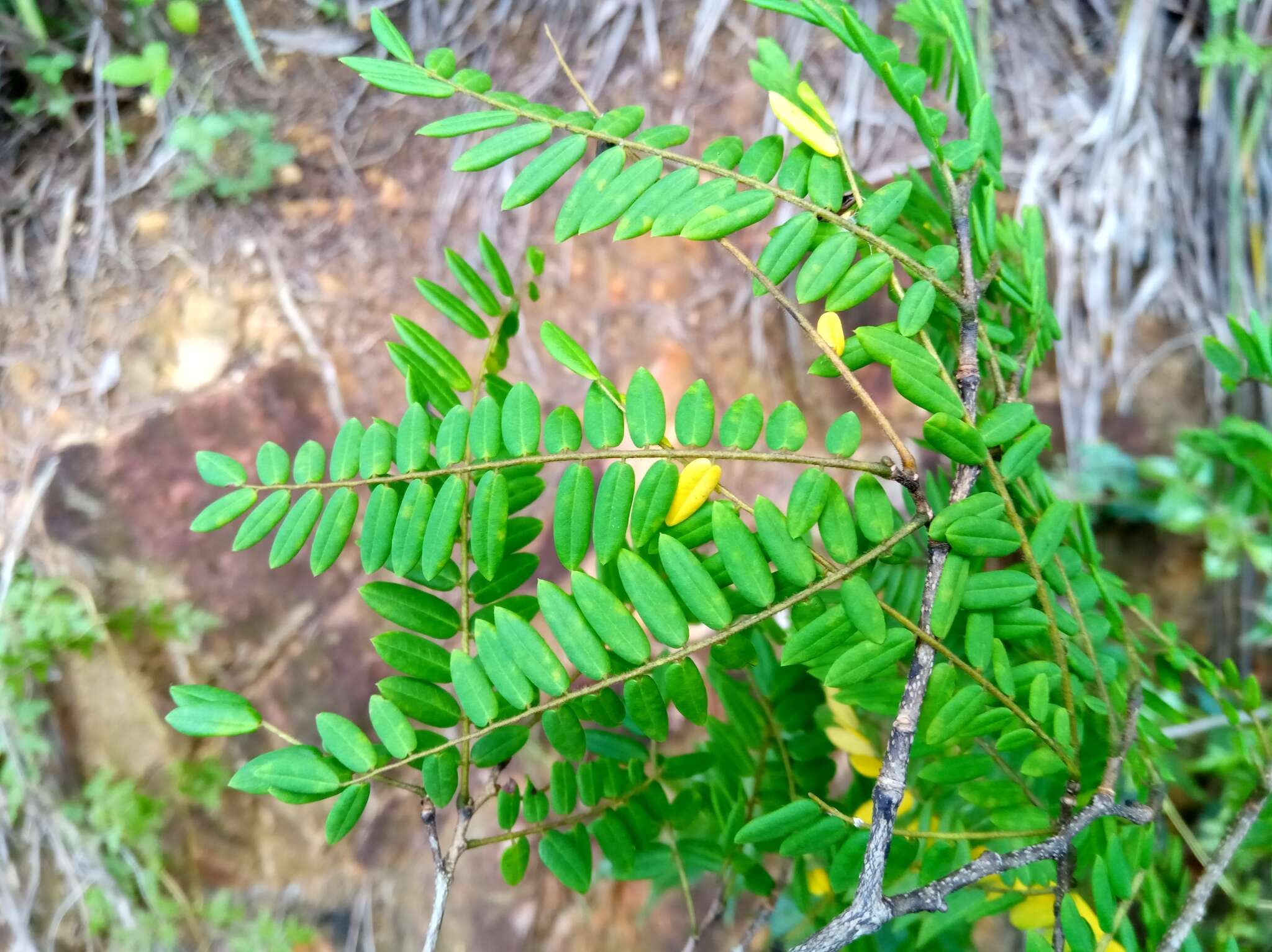 Image de Dalbergia pseudobaronii R. Vig.