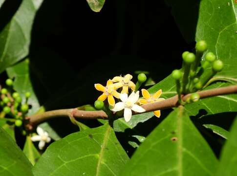 Image of Cyclophyllum multiflorum S. T. Reynolds & R. J. F. Hend.