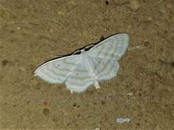 Image of Scopula penultima Herbulot 1992