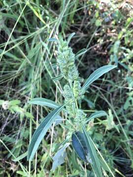 Justicia bracteata (Hochst.) Zarb resmi