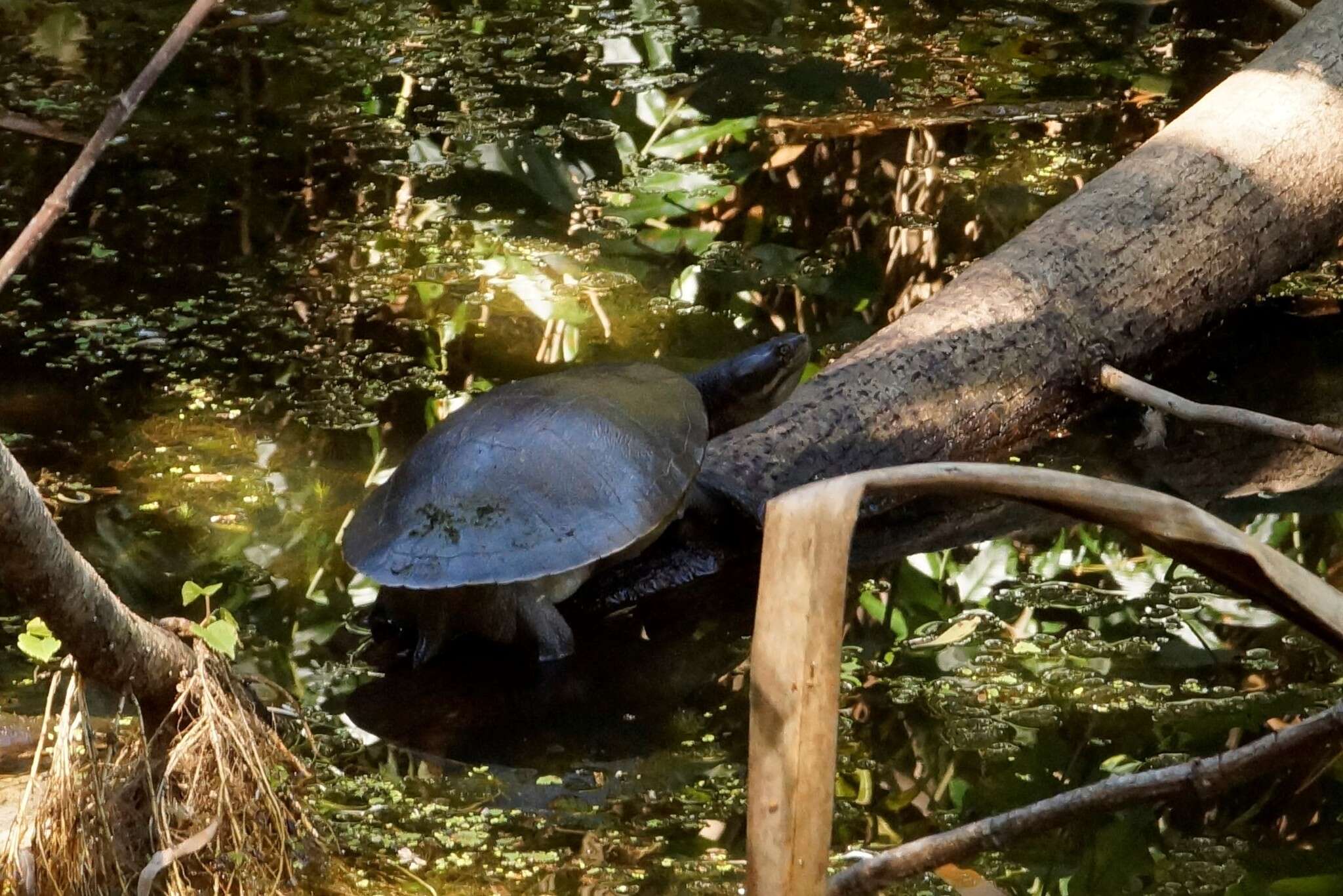 Image of Murray River Turtle