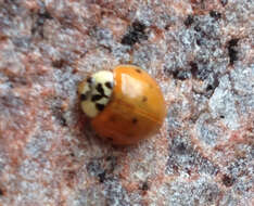 Image of Harlequin Ladybird