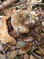 Image of Russula griseobrunnea McNabb 1973