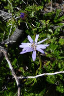 Image of Perezia pedicularidifolia Less.