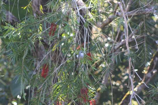 Image of Mauritius Grey White-eye