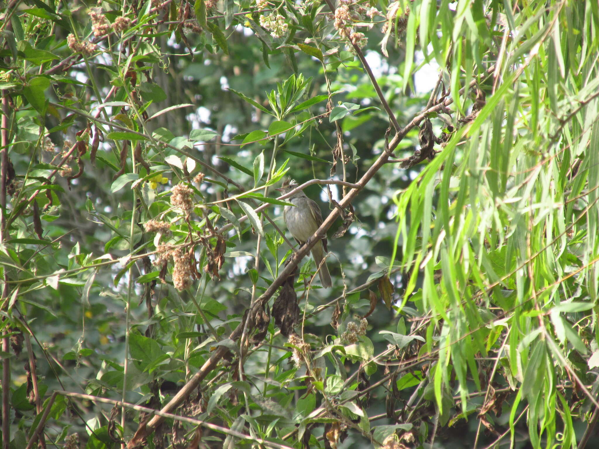 Image of Elaenia albiceps modesta Tschudi 1844