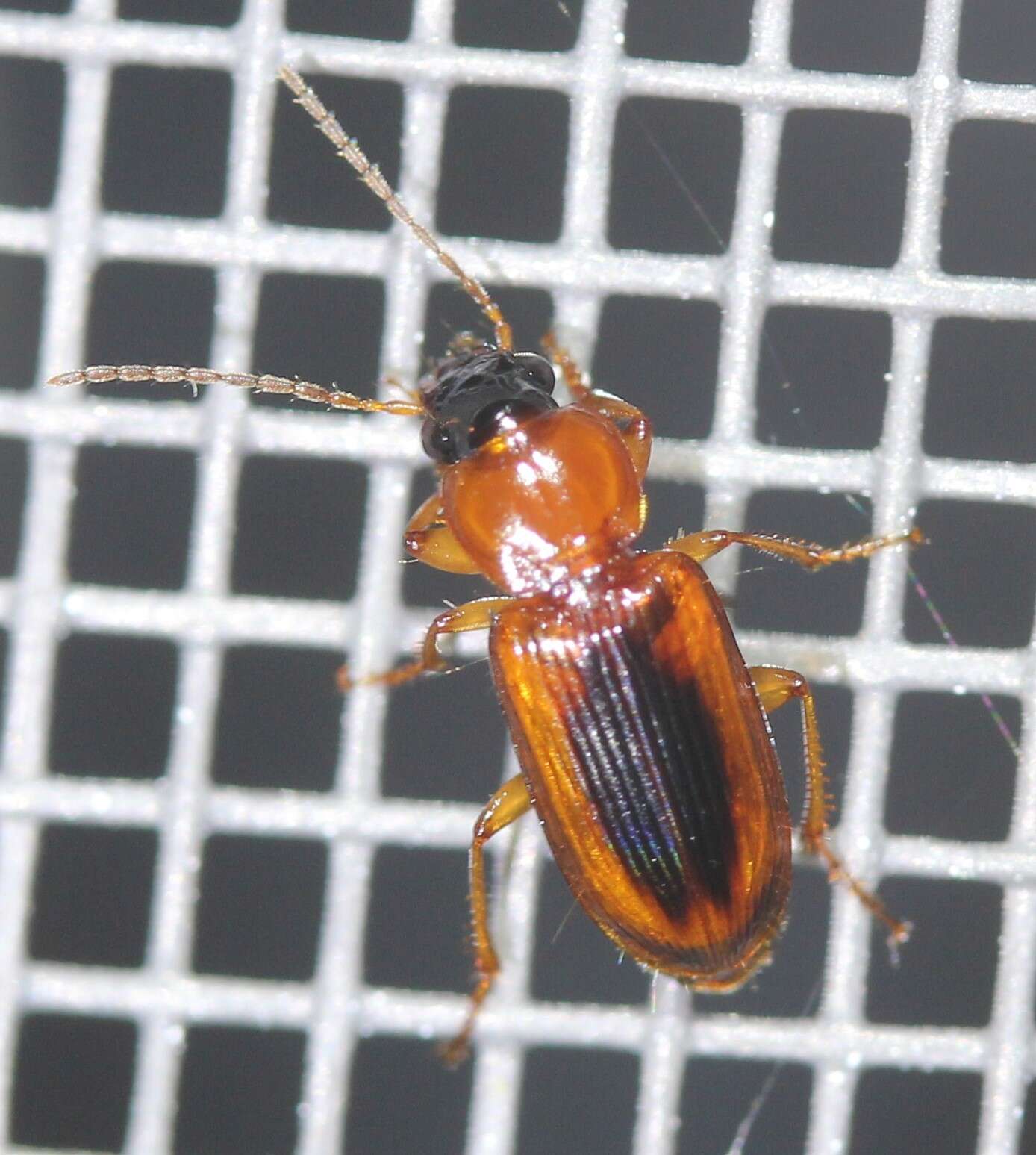 Image of LeConte's Seedcorn Beetle