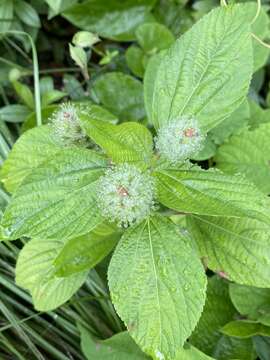 Acalypha poiretii Spreng. resmi