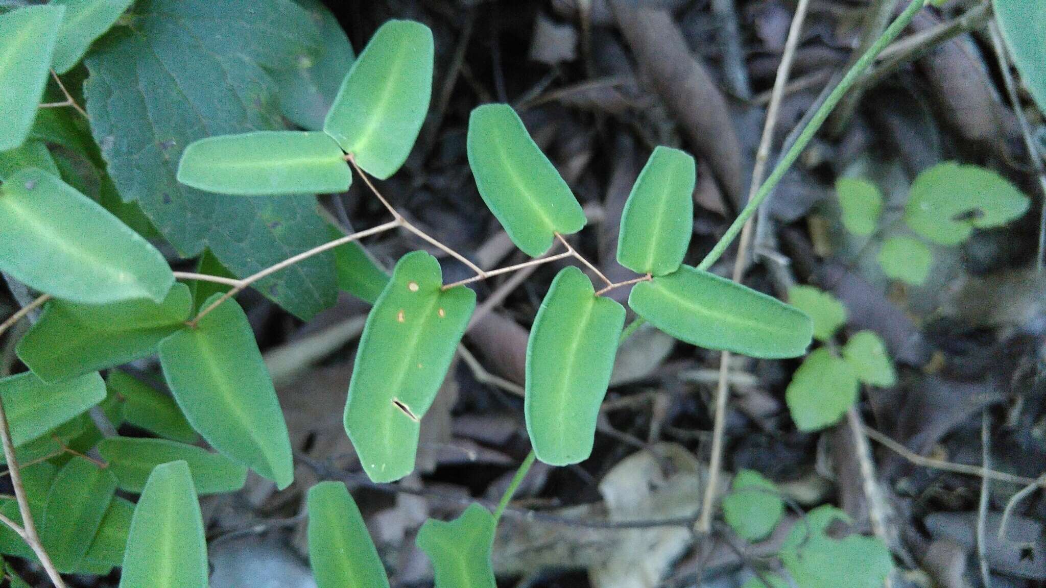 Image de Pellaea ovata (Desv.) Weath.