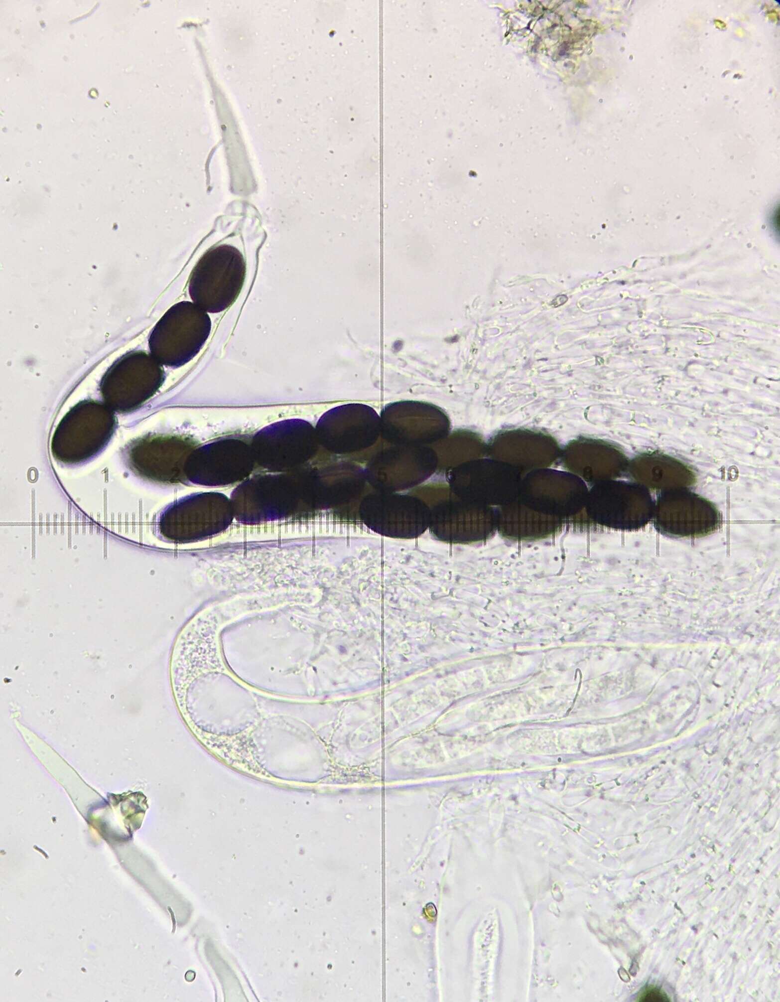 Image of Preussia longisporopsis (S. I. Ahmed & Cain) Kruys 2009