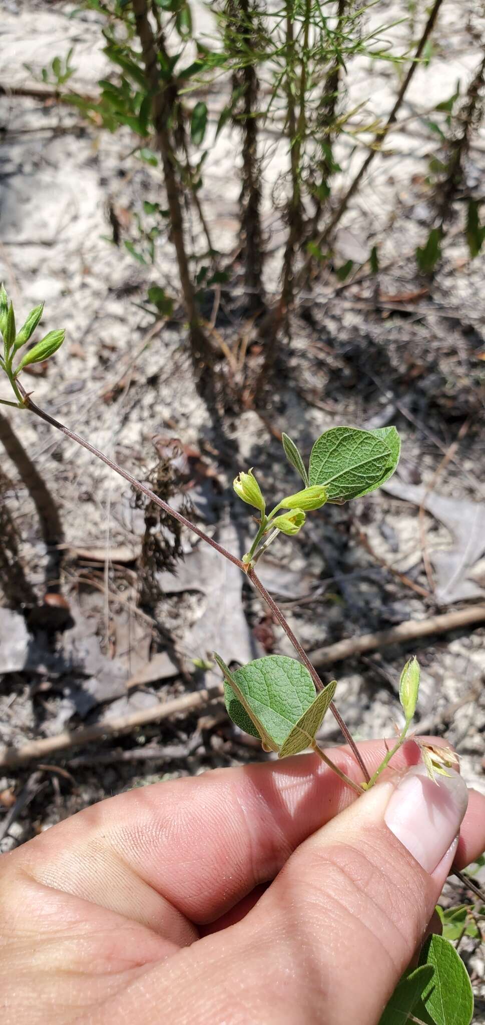 Слика од Rhynchosia cinerea Nash