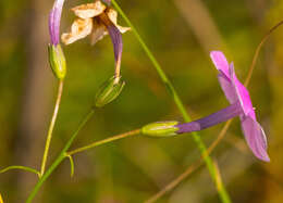 Imagem de Phlox glaberrima subsp. interior (Wherry) Wherry