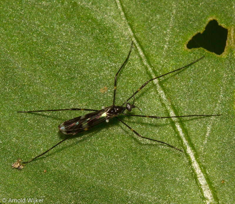 Image of Gymnastes (Neogymnastes) perexquisitus Alexander 1938