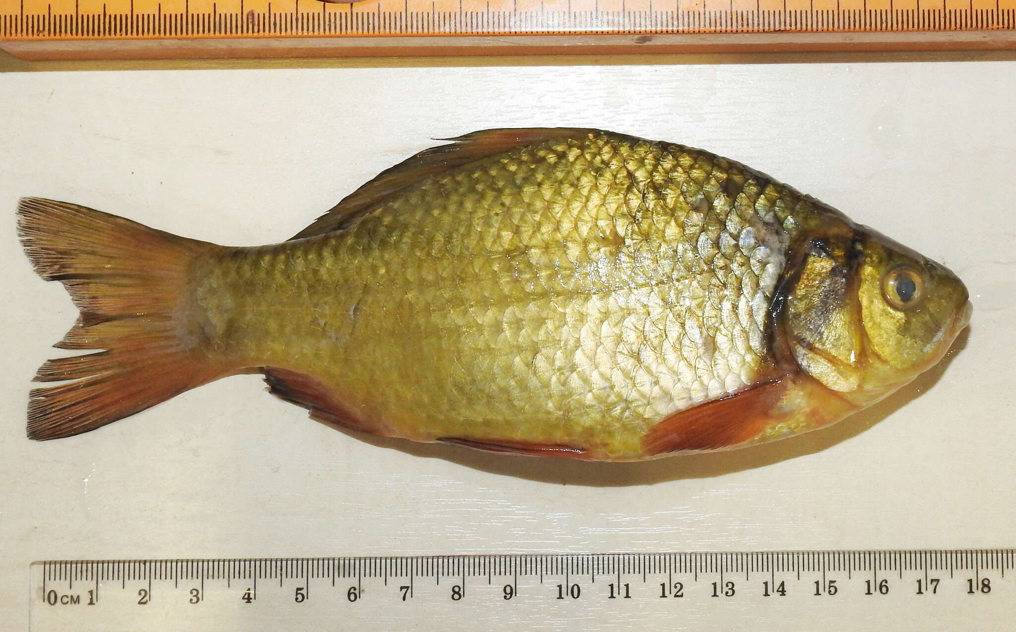 Image of Crucian Carp