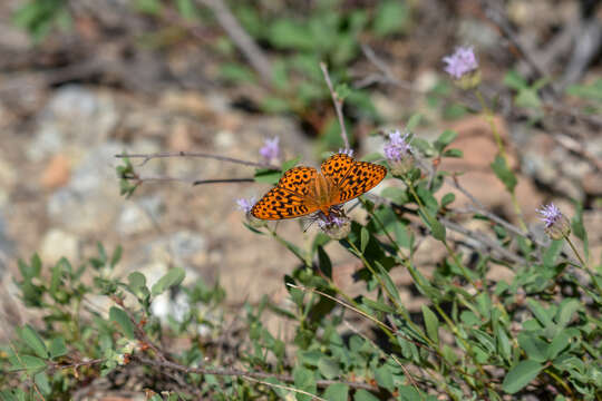 Image de Speyeria zerene gloriosa Moeck 1957