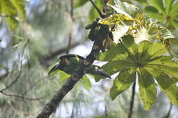 Imagem de Aulacorhynchus albivitta (Boissonneau 1840)