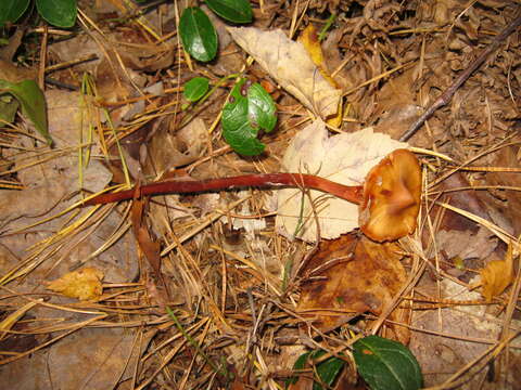 Image of Phaeocollybia christinae (Fr.) R. Heim 1931