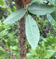 Image of Florida hammock milkpea