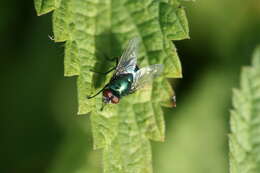 Image of Neomyia