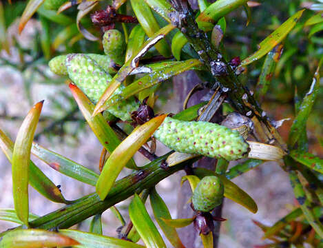 Image of Needle-leaved Totara