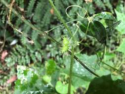 Image of Zehneria cunninghamii F. Müll.