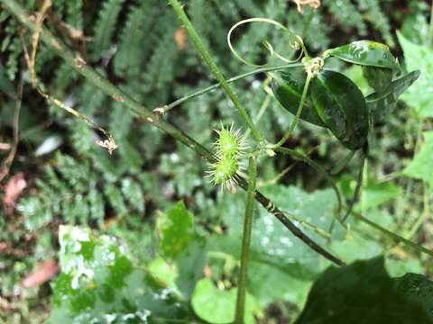 Image of Zehneria cunninghamii F. Müll.