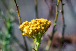 Image of Athanasia juncea (DC.) D. Dietr.