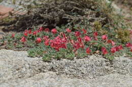 Image of Chesneya ferganensis Korsh.